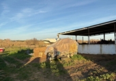 Rural estate for sale in Bollullos Par del Condado ref: TR209582 photo