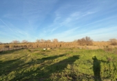 Rural estate for sale in Bollullos Par del Condado ref: TR209582 photo