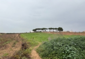 Non-developable land for sale in Bollullos Par del Condado ref: TR252419 photo
