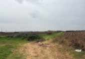 Non-developable land for sale in Bollullos Par del Condado ref: TR252419 photo