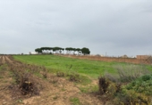 Non-developable land for sale in Bollullos Par del Condado ref: TR252419 photo