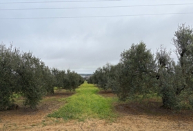 Almonte 21500&nbsp;m²