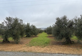Almonte 21500&nbsp;m²