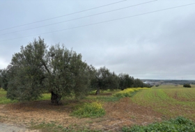 Almonte 21500&nbsp;m²