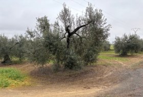 Almonte 21500&nbsp;m²