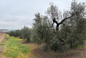 Almonte 21500&nbsp;m²