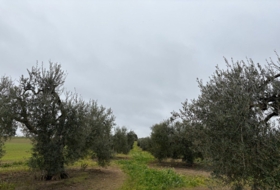 Almonte 21500&nbsp;m²
