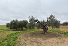 Almonte 21500&nbsp;m²
