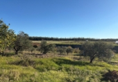 Rural estate for sale in Almonte ref: TR274690 photo
