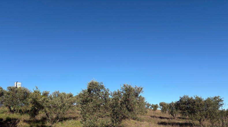 Huelva - Almonte - 57000m2