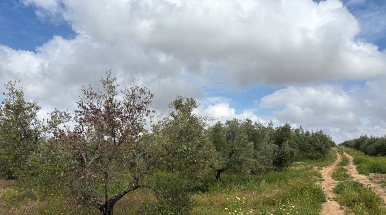 Huelva - Bollullos Par del Condado - 6675m2