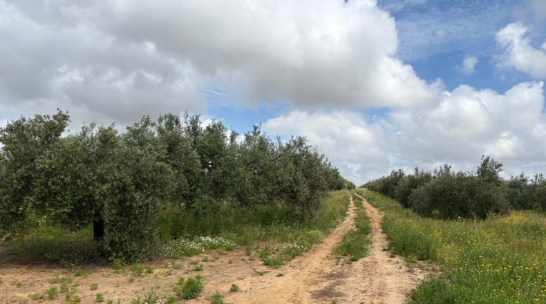 Huelva - Bollullos Par del Condado - 6675m2