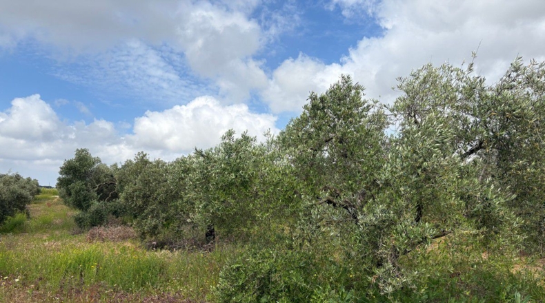 Huelva - Bollullos Par del Condado - 6675m2