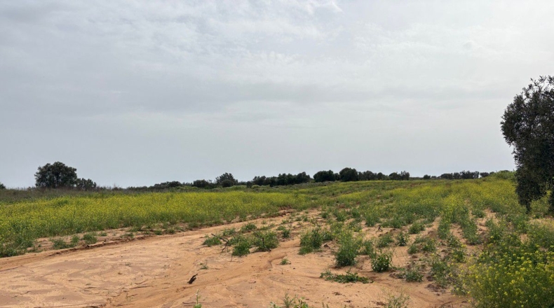 Huelva - Bollullos Par del Condado - 6489m2