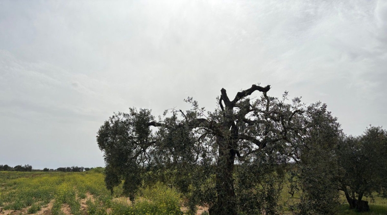 Huelva - Bollullos Par del Condado - 6489m2