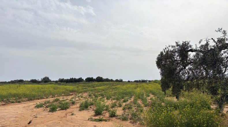 Huelva - Bollullos Par del Condado - 6489m2