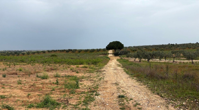 Huelva - Bollullos Par del Condado - 6489m2