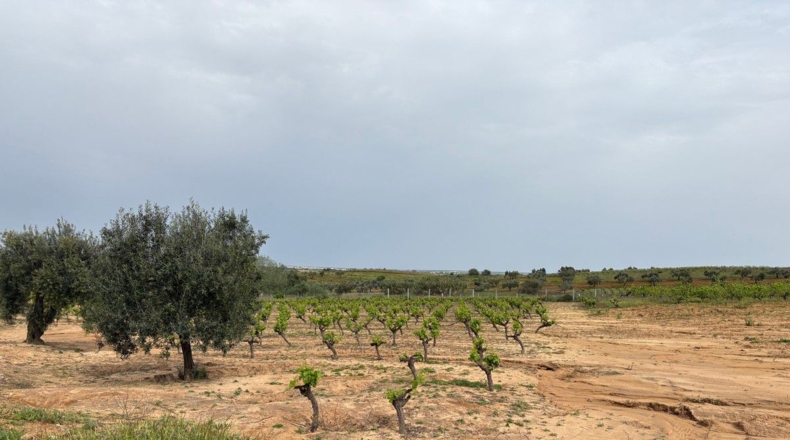 Huelva - Bollullos Par del Condado - 8884m2