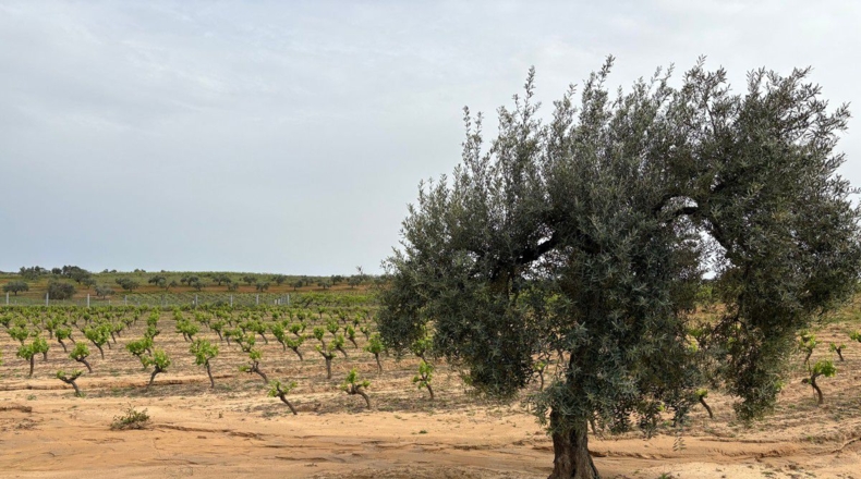 Huelva - Bollullos Par del Condado - 8884m2
