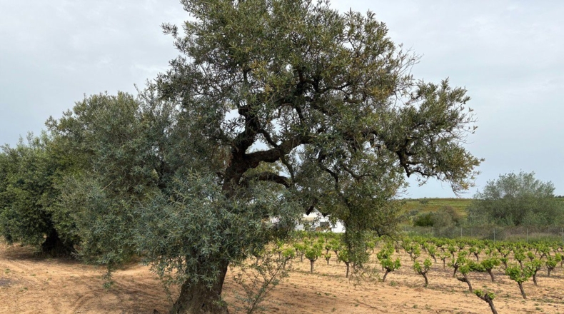 Huelva - Bollullos Par del Condado - 8884m2