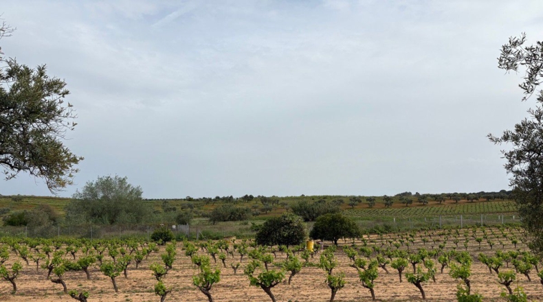Huelva - Bollullos Par del Condado - 8884m2