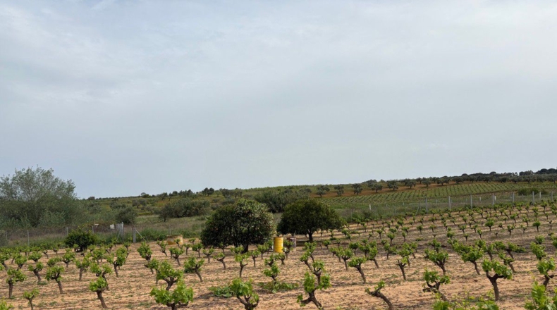 Huelva - Bollullos Par del Condado - 8884m2