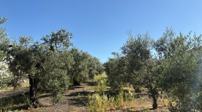 Huelva - Bollullos Par del Condado - 3800m2
