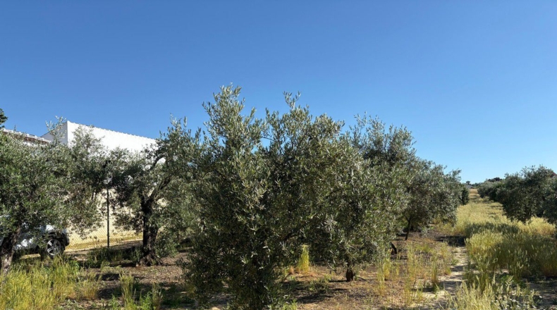 Huelva - Bollullos Par del Condado - 3800m2