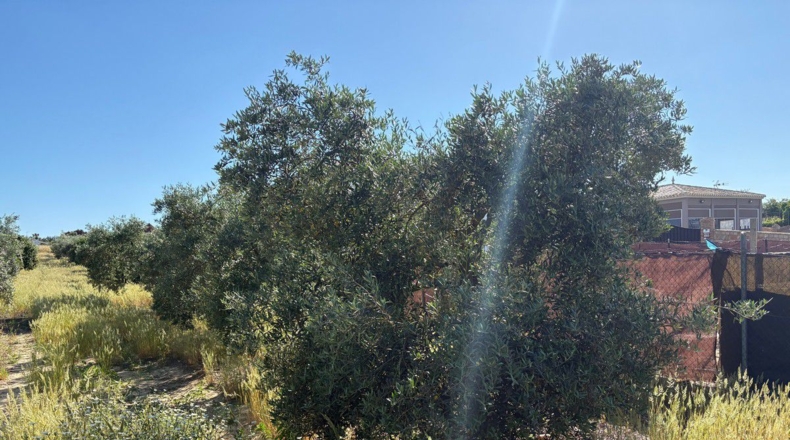 Huelva - Bollullos Par del Condado - 3800m2