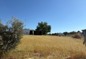 Terreno no urbanizable en venta en Bollullos Par del Condado ref: TR233874 foto