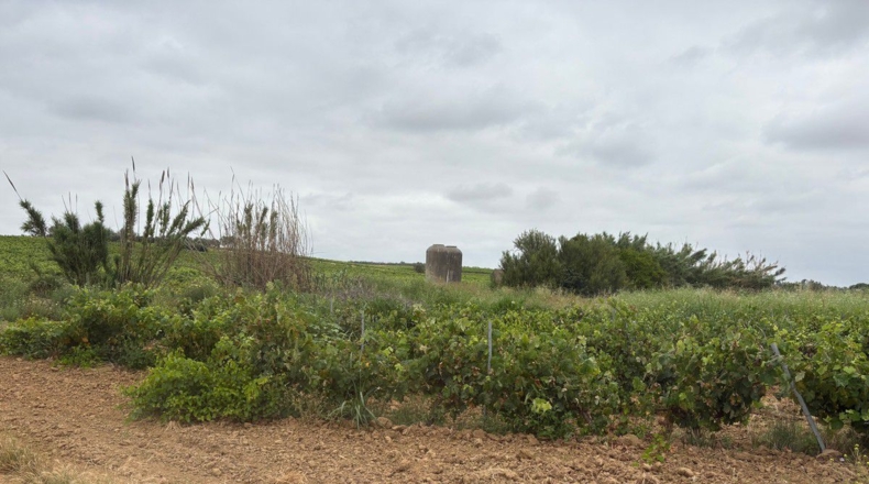Huelva - Bollullos Par del Condado - 40000m2