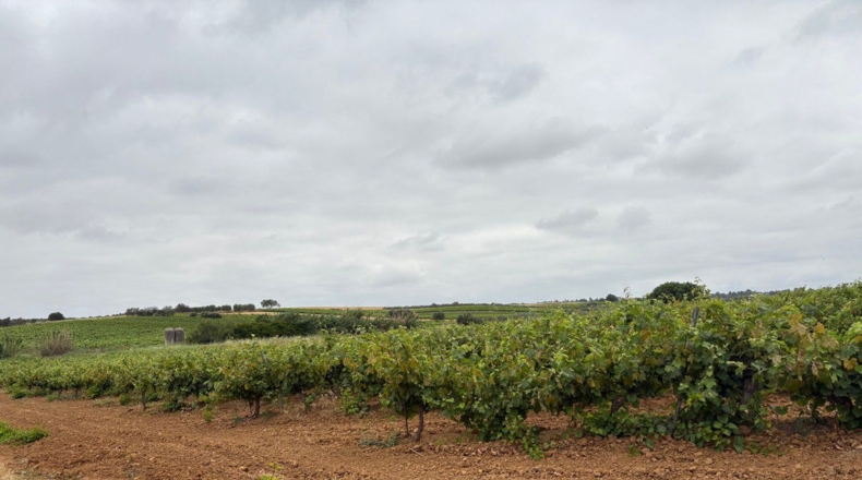 Huelva - Bollullos Par del Condado - 40000m2