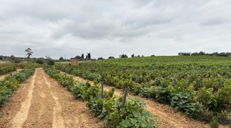 Huelva - Bollullos Par del Condado - 40000m2