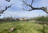 Chalet independiente con terreno en venta en Santo Domingo de la Calzada ref: TR252431 foto