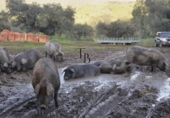 Finca rústica en venta en la España, Cañaveral de León, ref: TR285109 foto