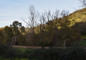 Finca rústica en venta en la España, Cañaveral de León, ref: TR285109 foto