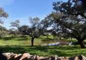 Finca rústica en venta en la España, Cañaveral de León, ref: TR285109 foto
