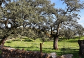 Finca rústica en venta en la España, Cañaveral de León, ref: TR285109 foto