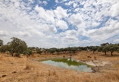 Finca rústica en venda a Cañaveral de León ref.: TR186645 foto