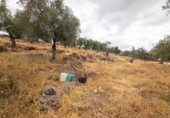 Finca rústica en venta en la España, Cañaveral de León, ref: TR308067 foto