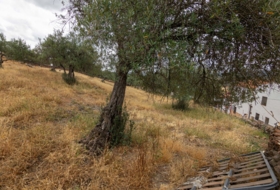 Cañaveral de León 10000&nbsp;m²