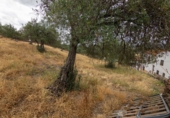 Finca rústica en venta en la España, Cañaveral de León, ref: TR308067 foto