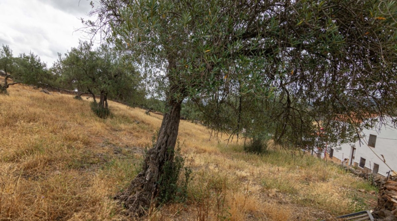 Huelva - Cañaveral de León - 10000m2