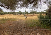 Finca rústica en venta en la España, Cañaveral de León, ref: TR308067 foto