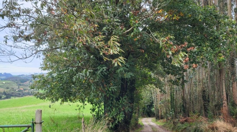 Astúries - Llameo - 8000m2