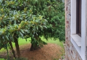 Finca rústica en venda a la España, Grado, ref.: TR350059 foto