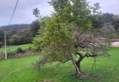 Finca rústica en venda a la España, Grado, ref.: TR350059 foto