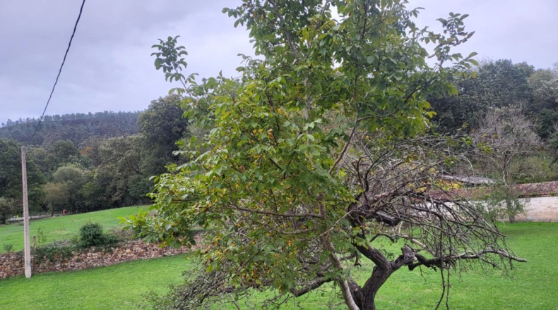 Asturias - Grado - 8658m2