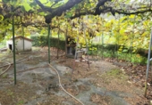 Finca rústica en venda a la España, Grado, ref.: TR350059 foto