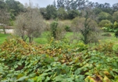 Finca rústica en venda a la España, Grado, ref.: TR350059 foto